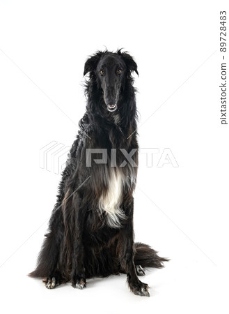 borzoi in studio borzoi in studio 89728483
