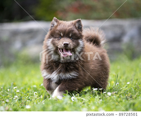 Finnish Lapphund in a garden 89728501