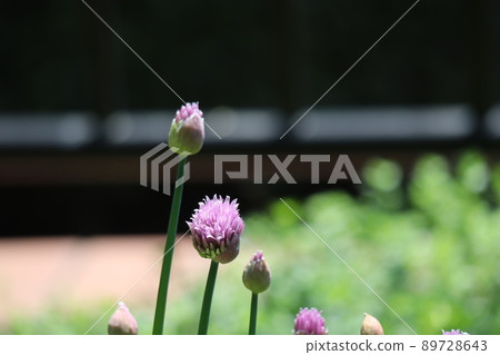 A landscape with chives and buds of light pink petals that are about to bloom A landscape with chives and buds of light pink petals that are about to bloom 89728643