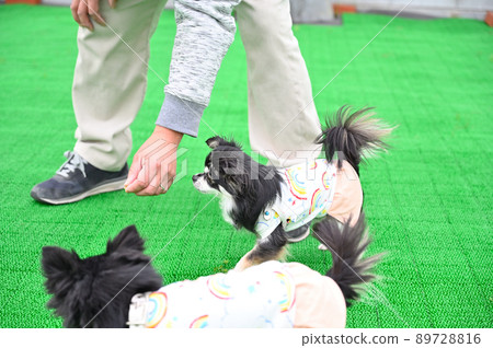 Chihuahua training dog agility image 89728816