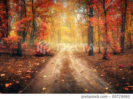 Dirt road in autumn forest in fog. Red foggy forest 89729060