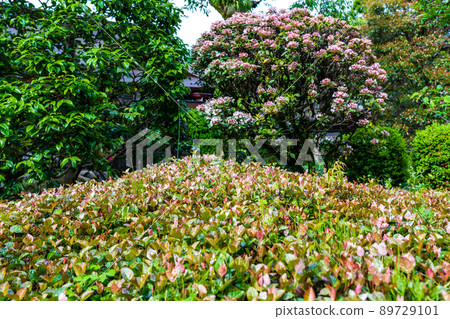 Kalmia and planting Kalmia and planting 89729101