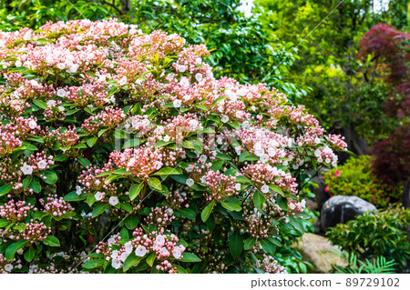 Kalmia and planting Kalmia and planting 89729102