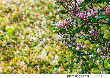 Kalmia 和種植 Kalmia 和種植 89729103