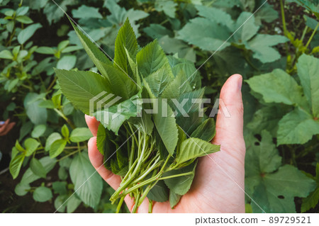 捏莫羅黑亞 89729521