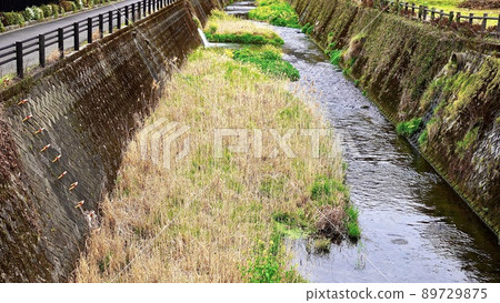 大分縣由布院大分川的中洲 89729875
