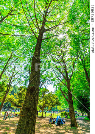 東京澀谷區春天代代木公園銀杏樹 東京澀谷區春天代代木公園銀杏樹 89729985