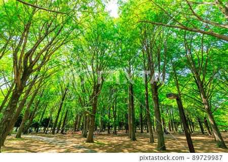東京澀谷區春天代代木公園銀杏樹 東京澀谷區春天代代木公園銀杏樹 89729987
