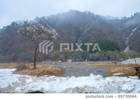 融雪的魚野川河床、梅花、關越高速公路湯澤IC附近、殘雪、初春風景 89730064