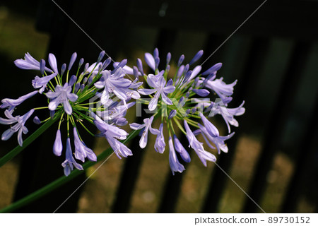 The agapanthus (purple prince column) that makes purple florets bloom radially is beautiful The agapanthus (purple prince column) that makes purple florets bloom radially is beautiful 89730152