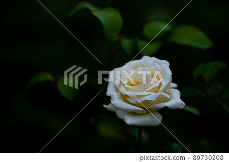 有光澤的白玫瑰 有光澤的白玫瑰 89730208