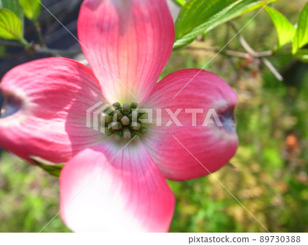 Dogwood Dogwood 89730388