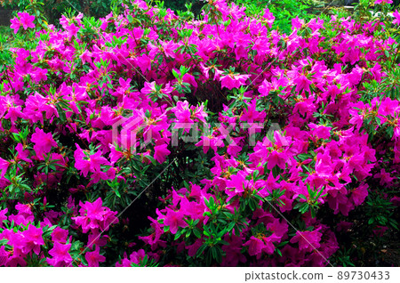 Azalea's flower Azalea's flower 89730433