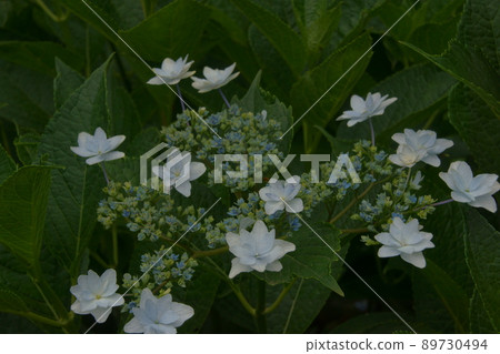  繡球花 89730494