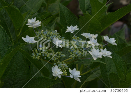  繡球花 89730495
