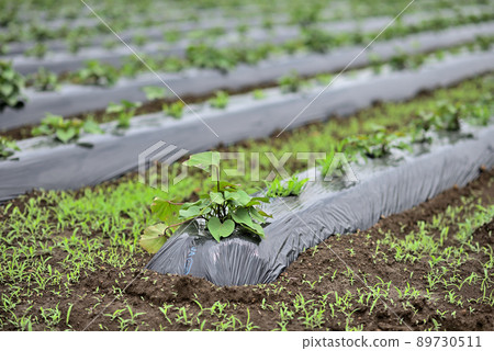 穩定生長的紅藷苗 89730511