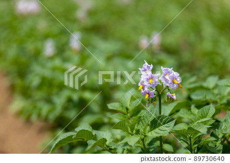 初夏的土豆花 初夏的土豆花 89730640