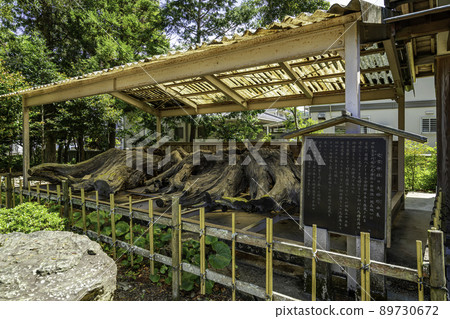 德島縣德島市拓宮神社結婚杉 89730672