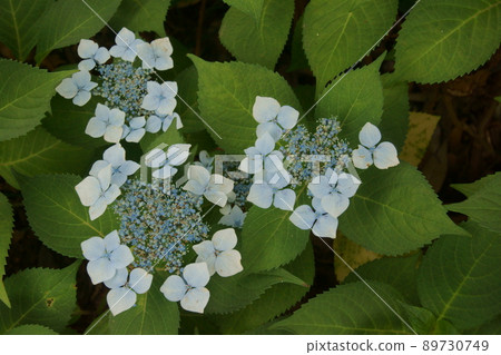  繡球花 89730749