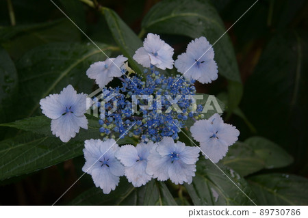  繡球花 89730786