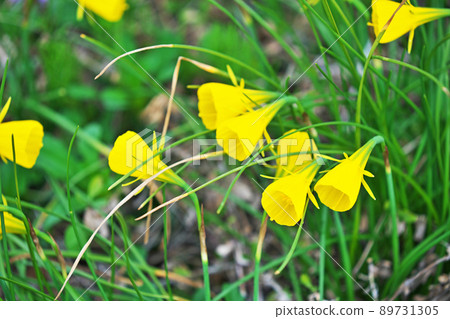 黃色喇叭形水仙花（春天，三月） 89731305