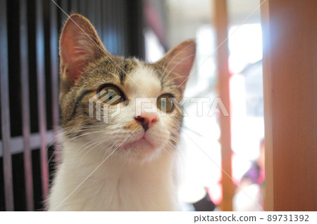 A cute kitten with round eyes A cute kitten with round eyes 89731392
