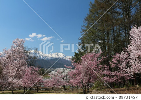 Cherry blossoms and the Northern Alps seen from the forest of Omachi citizens 89731457