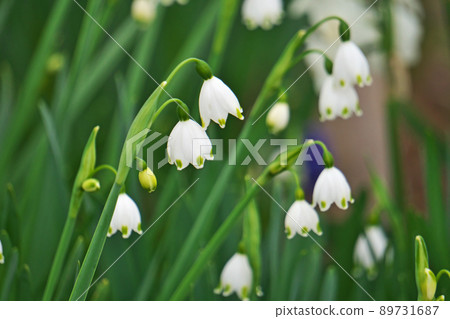 White snowdrop flowers (spring, March) White snowdrop flowers (spring, March) 89731687