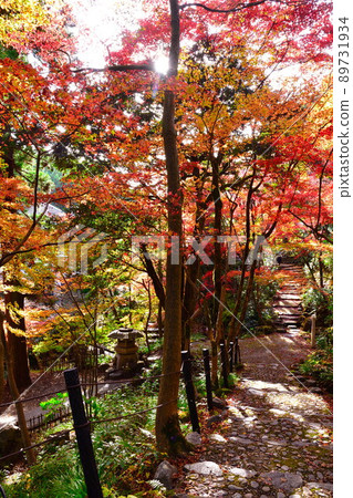 中野亭博物館（新潟縣）的紅葉 89731934