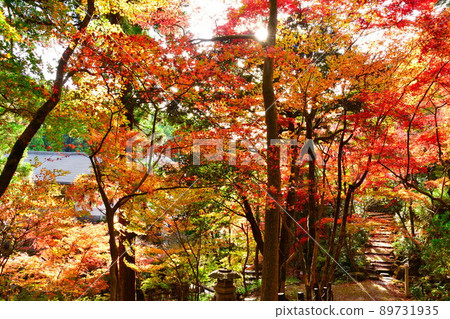 中野亭博物館（新潟縣）的紅葉 89731935