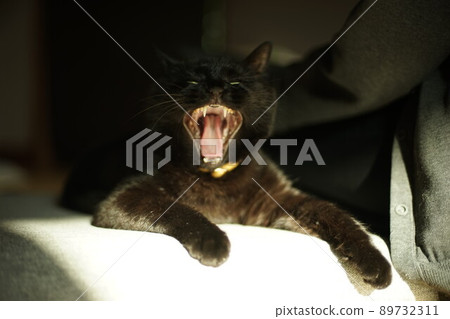 Yawning black cat 89732311