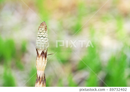 晚出來的馬尾（春天，三月） 89732402