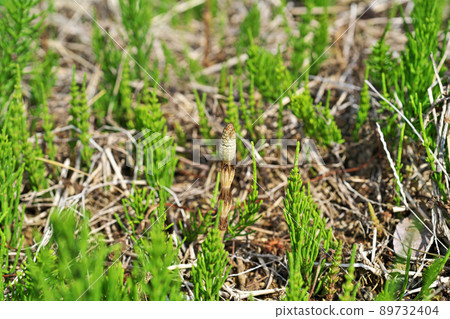 Horsetail that came out late (Spring, March) Horsetail that came out late (Spring, March) 89732404