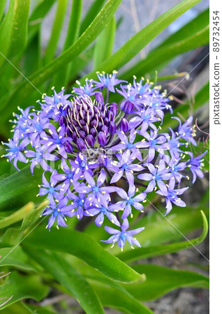 Scilla peruviana Scilla peruviana 89732454