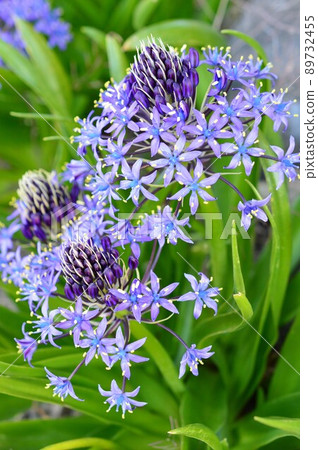 Scilla peruviana Scilla peruviana 89732455