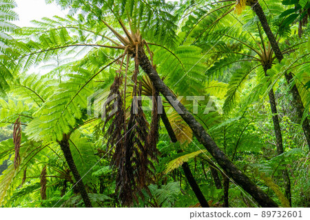 Amami / Subtropical Forest Amami / Subtropical Forest 89732601