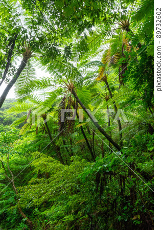 Amami / Subtropical Forest Amami / Subtropical Forest 89732602