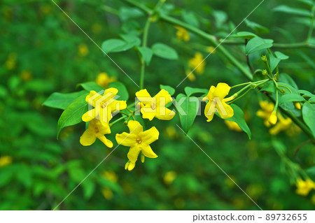 黃色狐尾花(春天,五月) 黃色狐尾花(春天,五月) 89732655