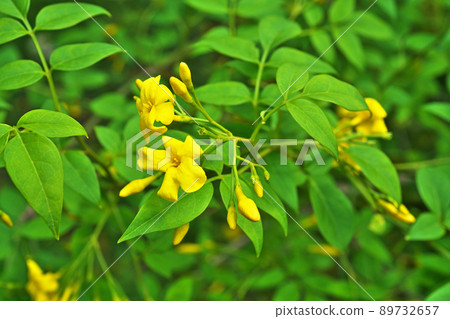 Yellow foxtail flowers (spring, May) Yellow foxtail flowers (spring, May) 89732657