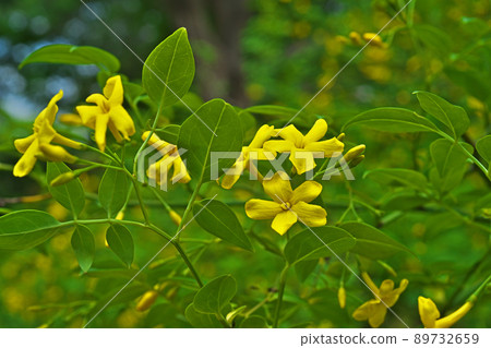 Yellow foxtail flowers (spring, May) Yellow foxtail flowers (spring, May) 89732659