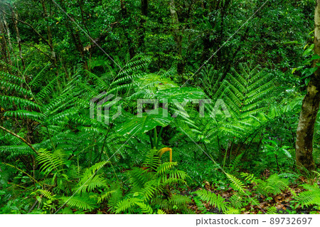 Amami / Subtropical Forest 89732697