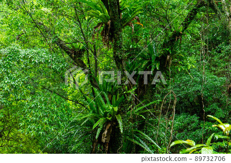 奄美 / 亞熱帶森林 奄美 / 亞熱帶森林 89732706