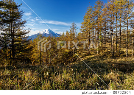 View of the yellow leaves of larch and Mt. Fuji at Mitsutoge View of the yellow leaves of larch and Mt. Fuji at Mitsutoge 89732804