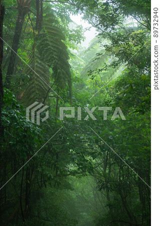 Amami / World Natural Heritage Forest 89732940