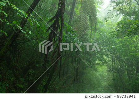 Amami / World Natural Heritage Forest Amami / World Natural Heritage Forest 89732941