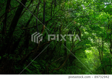 奄美 / 世界自然遺產林 奄美 / 世界自然遺產林 89732942
