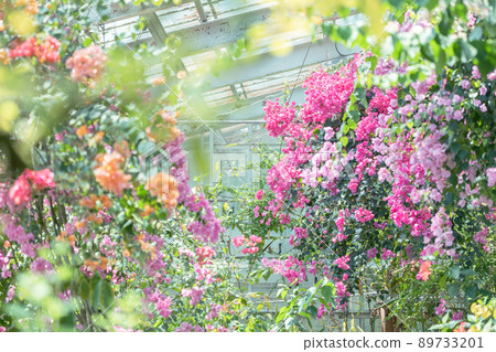 明亮的花園 明亮的花園 89733201