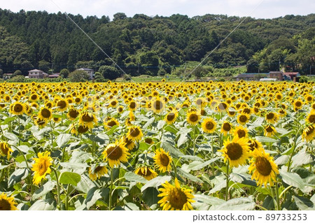 Sunflower field in Mashiko Town Sunflower field in Mashiko Town 89733253