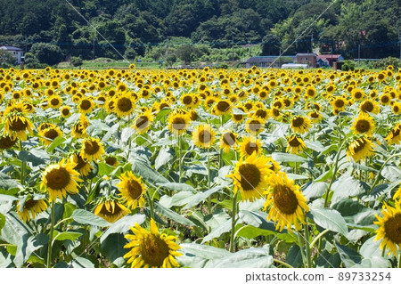 Sunflower field in Mashiko Town Sunflower field in Mashiko Town 89733254