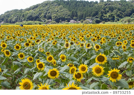 Sunflower field in Mashiko Town Sunflower field in Mashiko Town 89733255